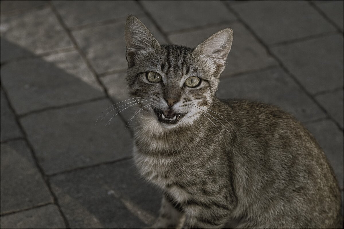 Из жизни кошек 2025г - ujgcvbif 