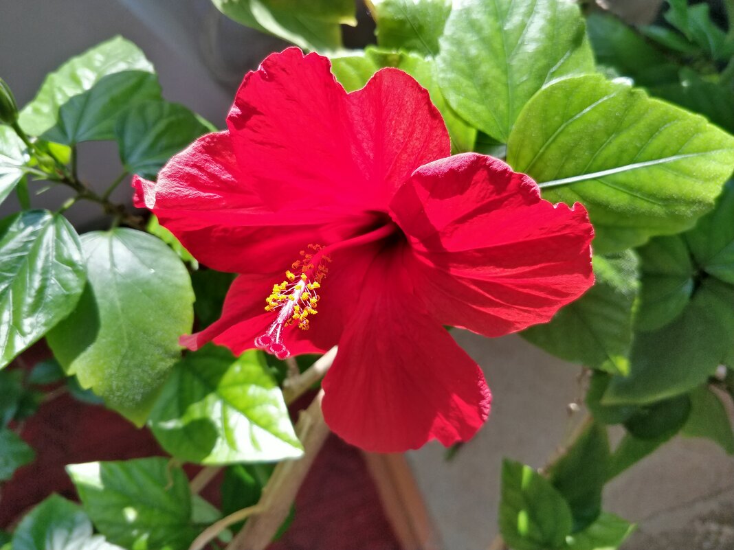 Китайская роза - Андрей Хлопонин