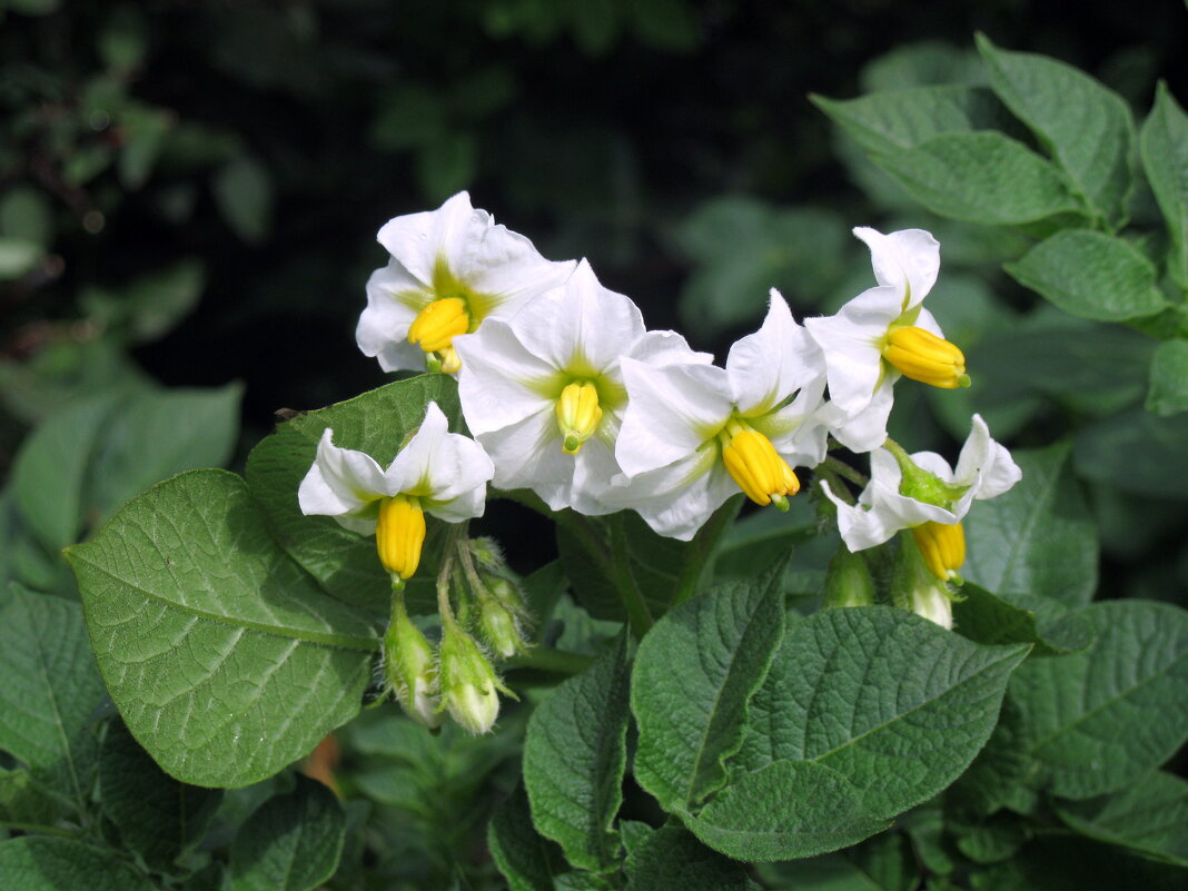 Картошечка в цвету - ирина Картошечка в цвету - ирина