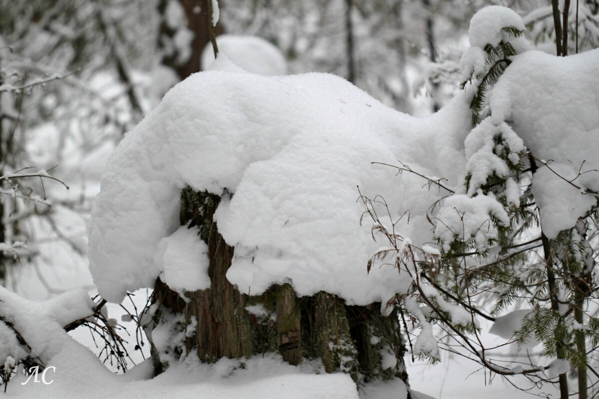 В зимнем убранстве - Любовь Сахарова В зимнем убранстве - Любовь Сахарова