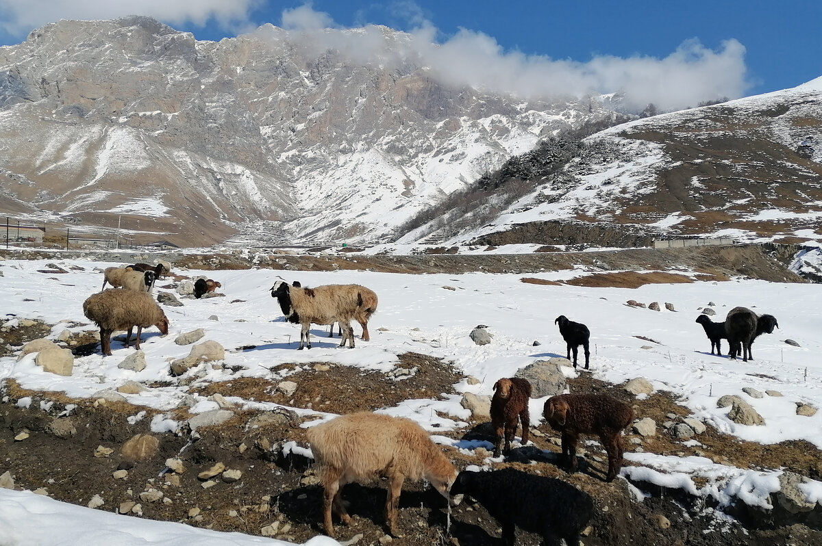 Горная Ингушетия. 2022 год - Gen 