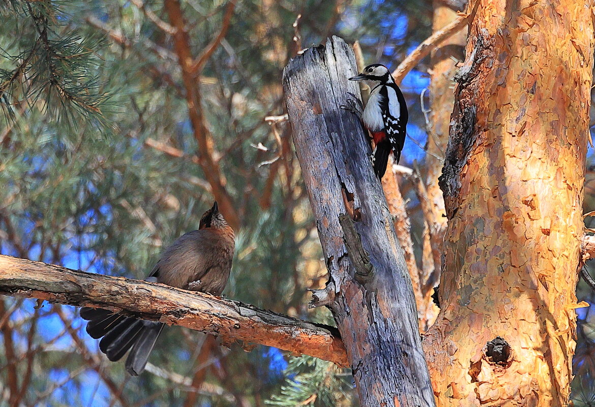 Две птицы... - Владилен Панченко Две птицы... - Владилен Панченко