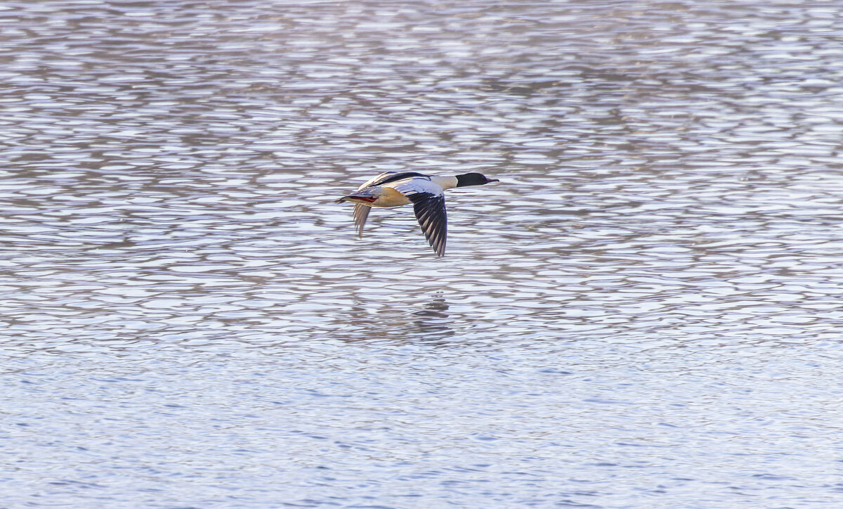 крохаль в полете - юрий макаров