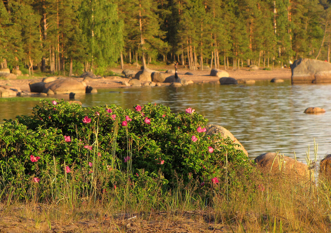 Вечер на заливе. Шиповник - Александр Ильчевский Вечер на заливе. Шиповник - Александр Ильчевский