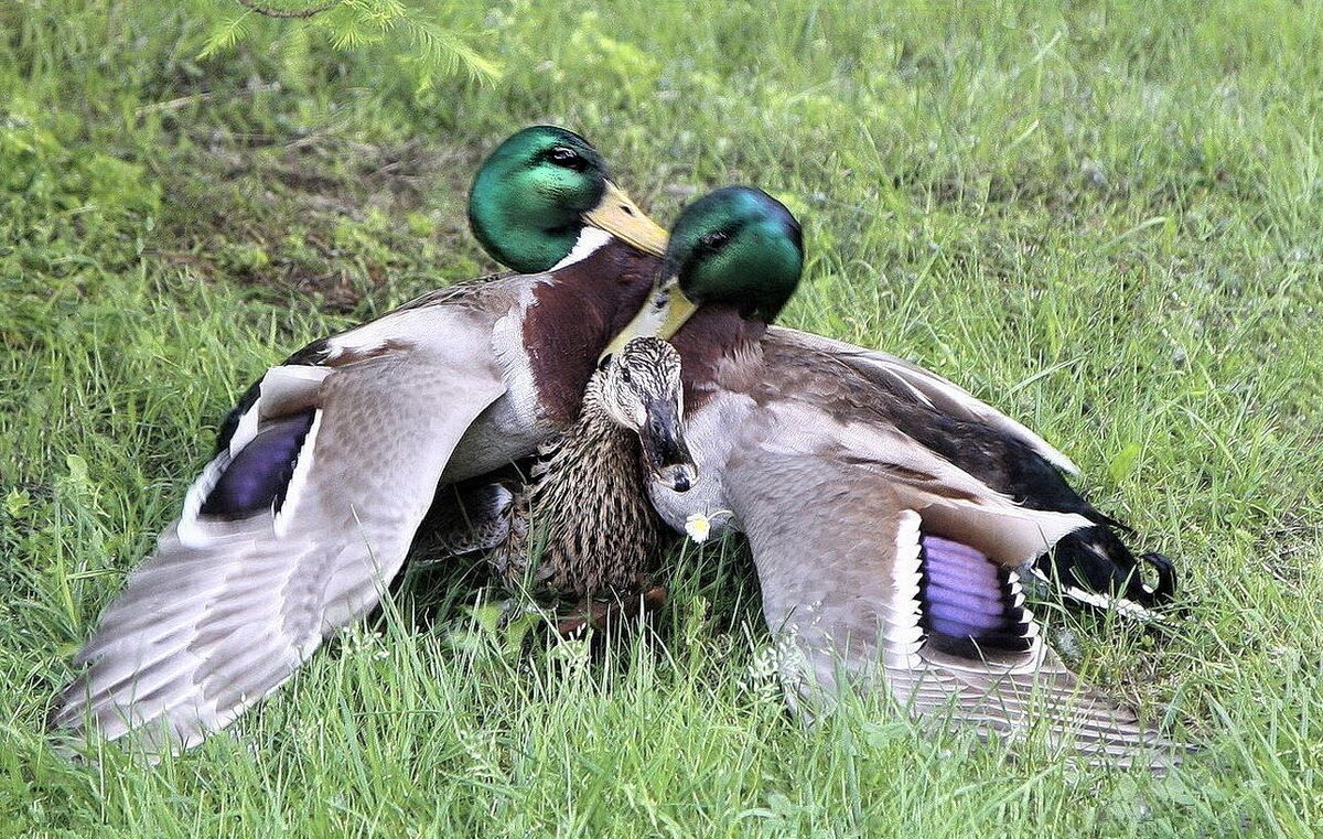 Встреча - ZNatasha -
