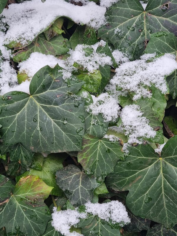 Сретенский снежок - Наталья 