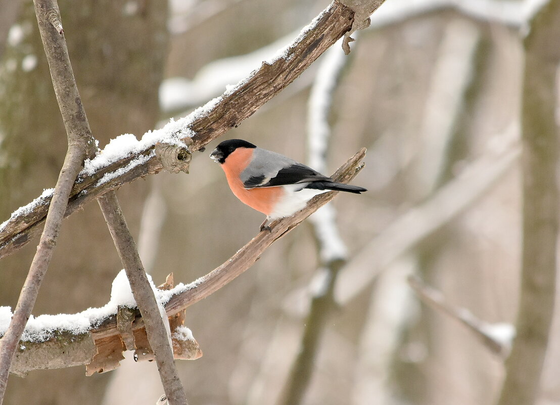 он - Алексей .