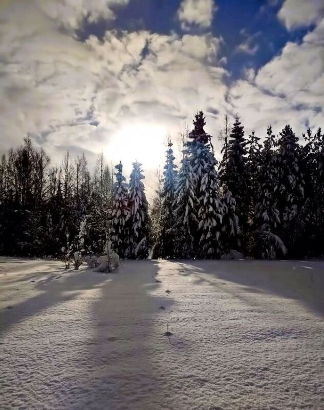 Зимний этюд - Галина Шеина-Мюльдорфер
