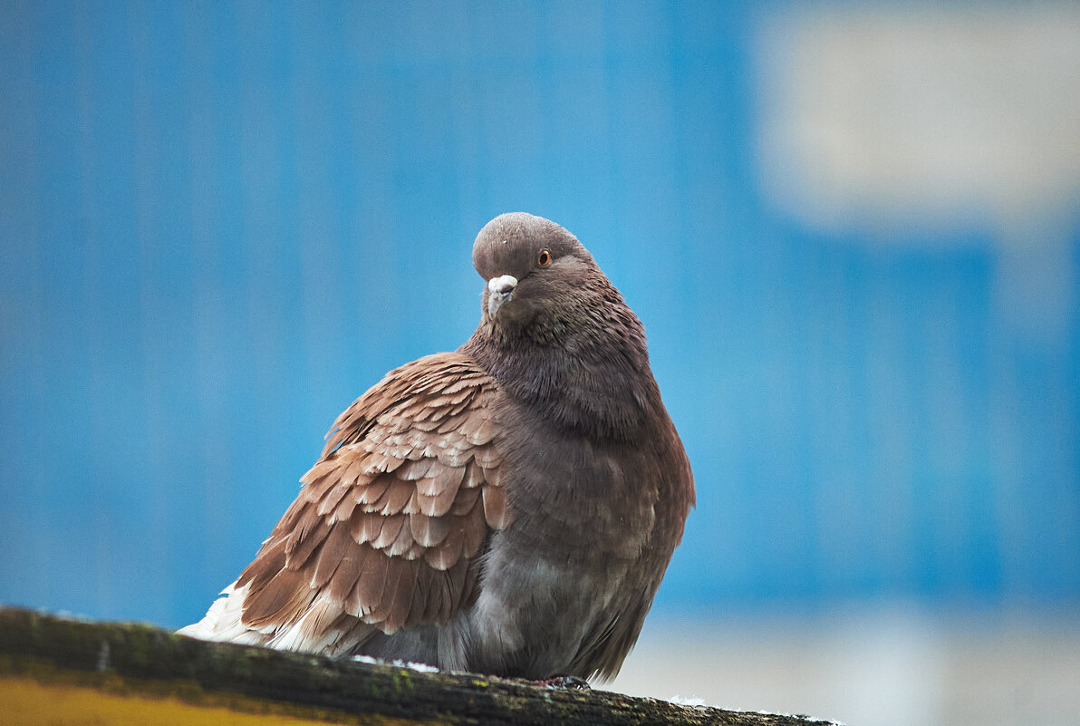 Одинокий Голубь - Александр Леонов