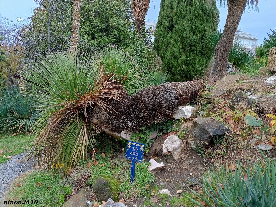 Адлер. Дендропарк "Южные культуры" - Нина Бутко Адлер. Дендропарк "Южные культуры" - Нина Бутко