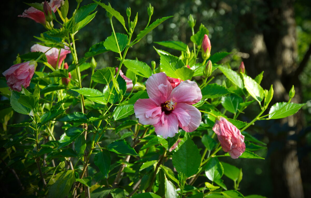 Гибискус - lady v.ekaterina Гибискус - lady v.ekaterina
