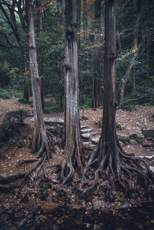 Парк Цзюси, или Девять ручьев в Ханчжоу - Дмитрий Парк Цзюси, или Девять ручьев в Ханчжоу - Дмитрий
