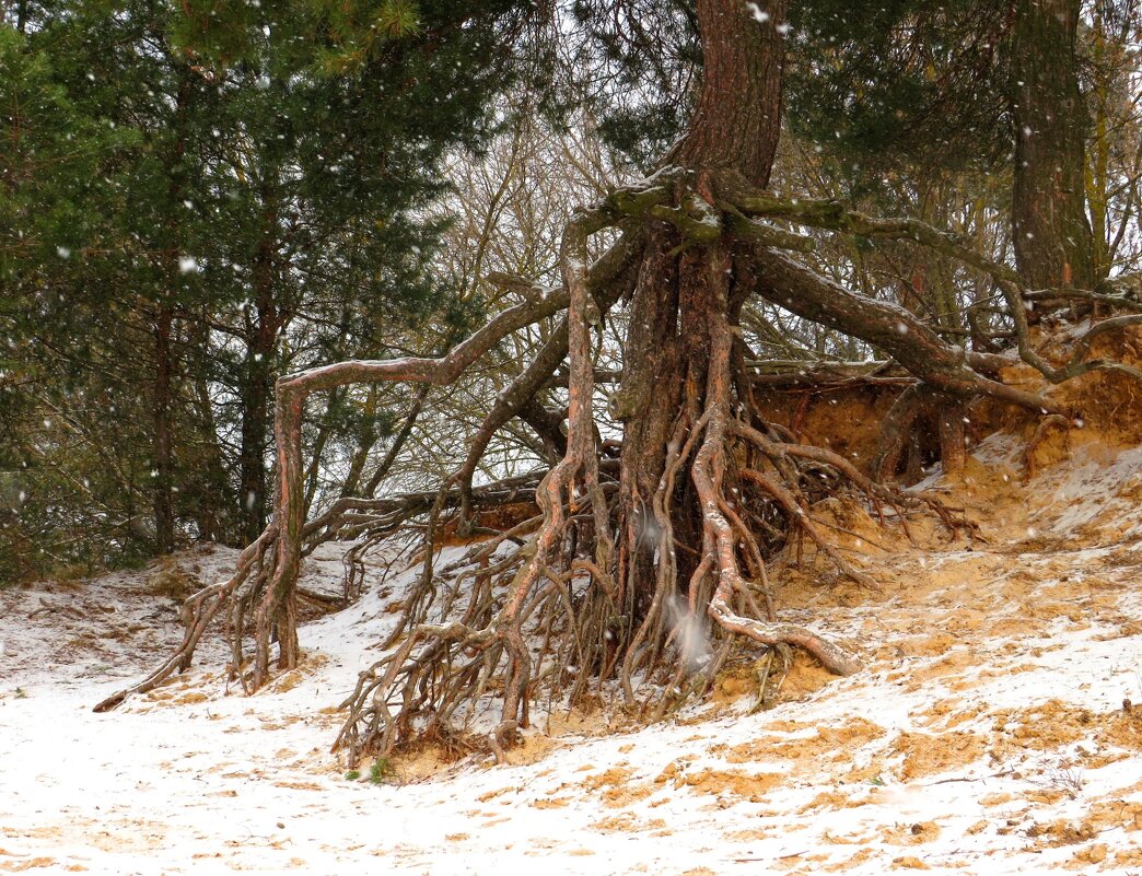 Корневая система - Андрей Снегерёв Корневая система - Андрей Снегерёв