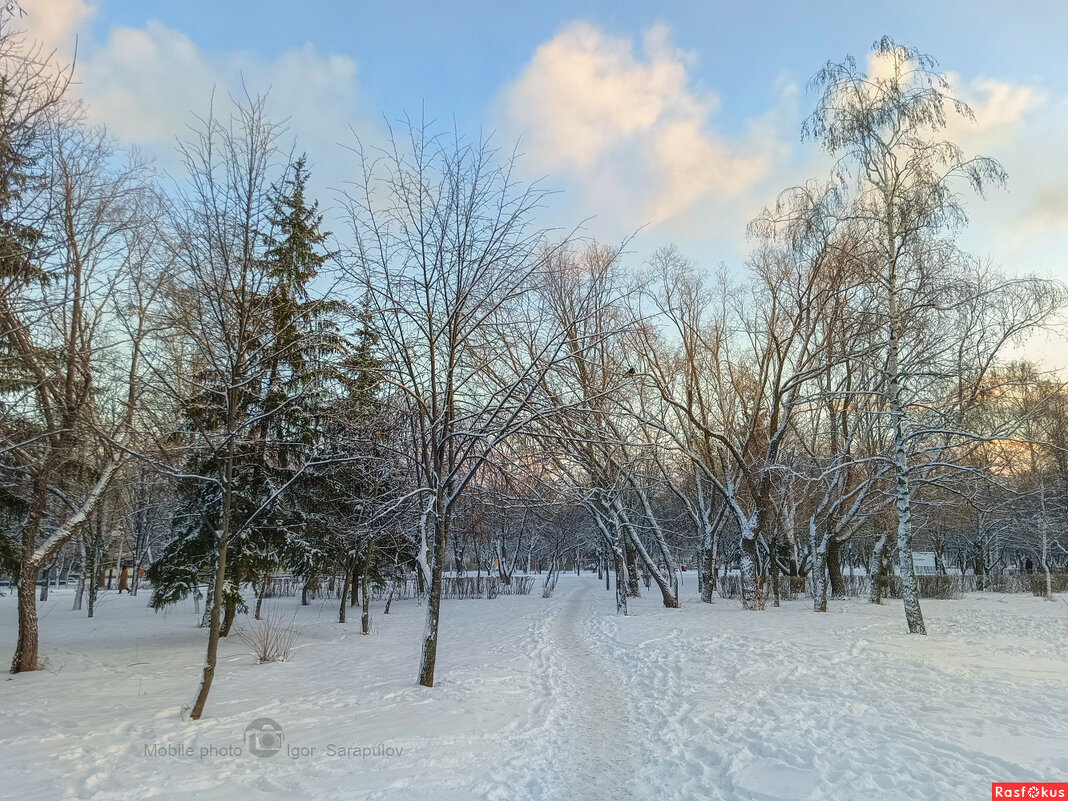 Утро в зимнем парке - Игорь Сарапулов