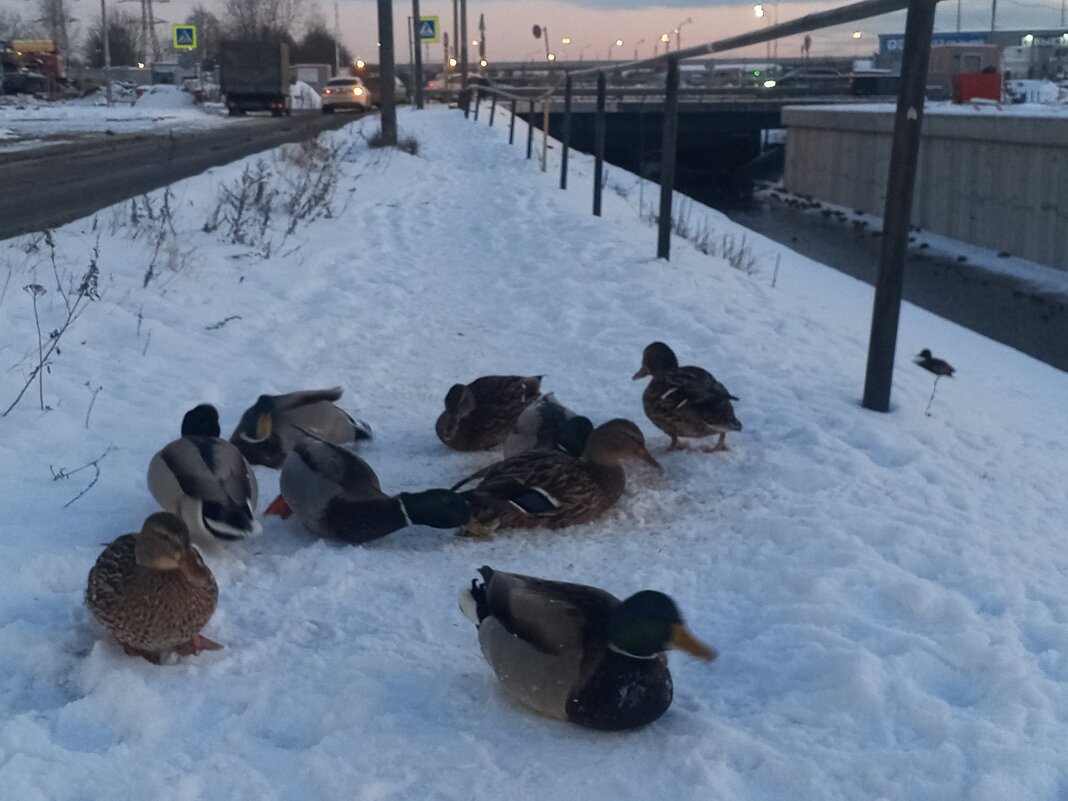 Утки - Сапсан 