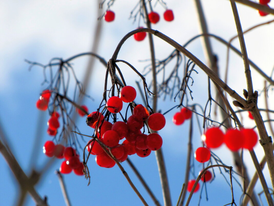 Калина в феврале... - Татьяна Гнездилова Калина в феврале... - Татьяна Гнездилова
