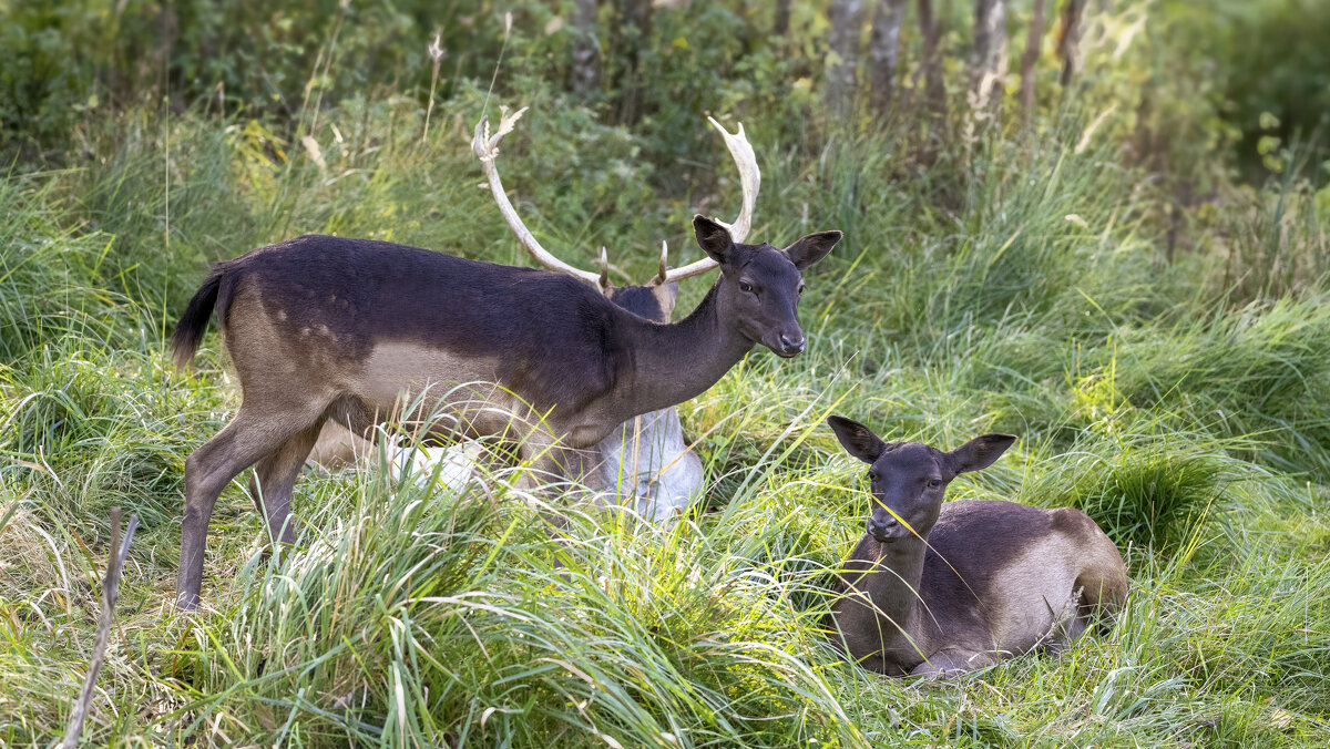 Молодые лани - Николай Соколухин