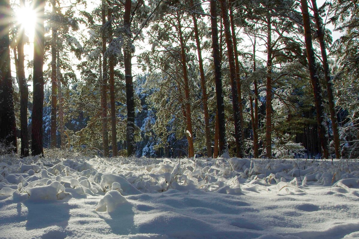В парке зимой - Сергей Швечков