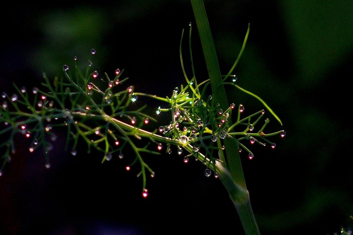 капли воды - Сергей Швечков