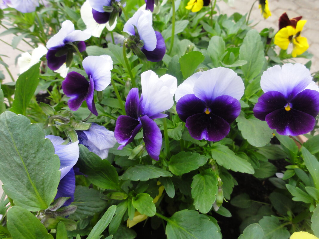 ... - марина ковшова ... - марина ковшова