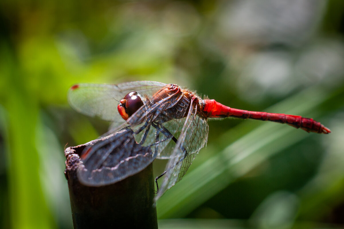 Хищник на привале. - Alexandr Gunin Хищник на привале. - Alexandr Gunin
