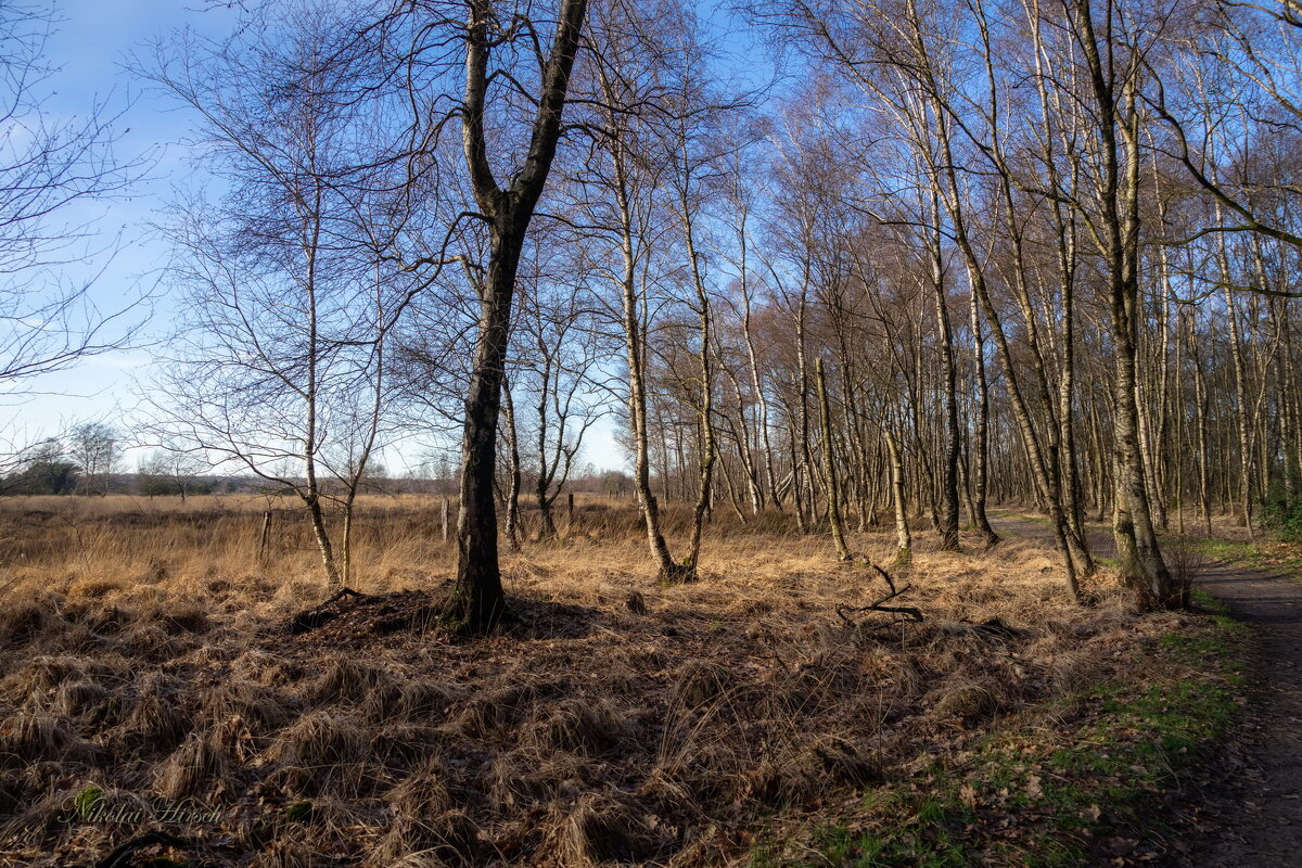 Вдоль заповедной стороны... - Николай Гирш