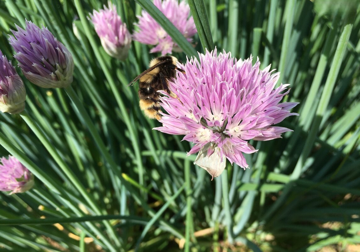 ***прицепилась...*** - Olga Oskolkova ***прицепилась...*** - Olga Oskolkova