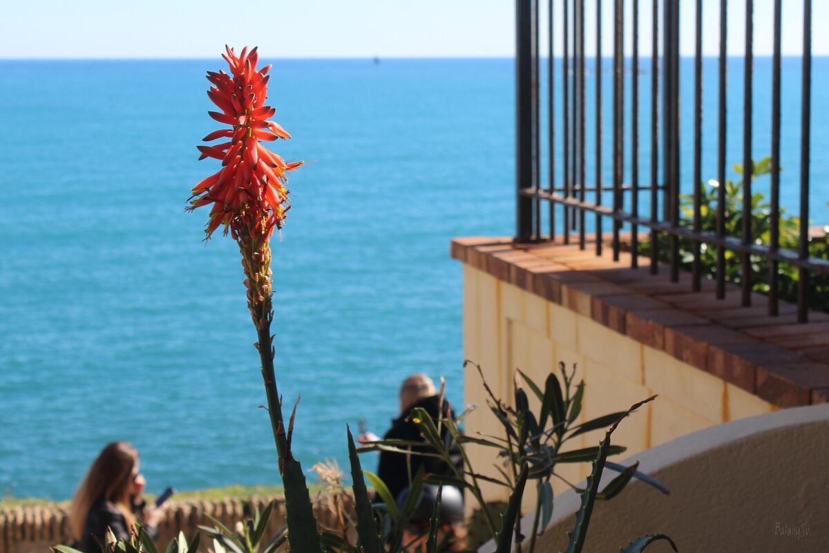 цветок алоэ - Светлана Баталий цветок алоэ - Светлана Баталий