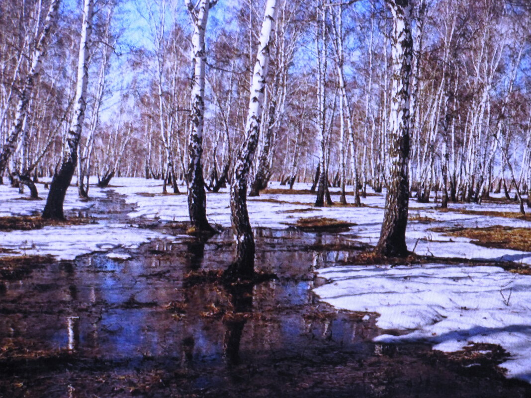 Февральские берёзки - Людмила Смородинская Февральские берёзки - Людмила Смородинская
