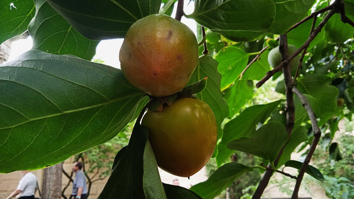 зреет хурма - Елена Шаламова