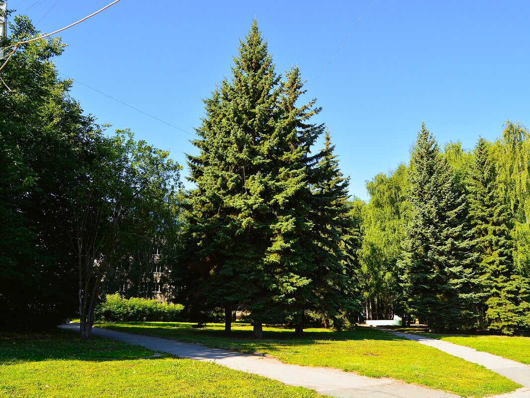 Чебоксары. Ели в сквере улицы Калинина. - Пётр Чернега Чебоксары. Ели в сквере улицы Калинина. - Пётр Чернега
