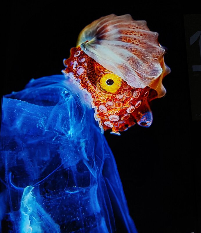 Самка осьминога-аргонавта. фотограф Андрей Шпатак. снято на Филиппинах. - ИРЭН@ . Самка осьминога-аргонавта. фотограф Андрей Шпатак. снято на Филиппинах. - ИРЭН@ .