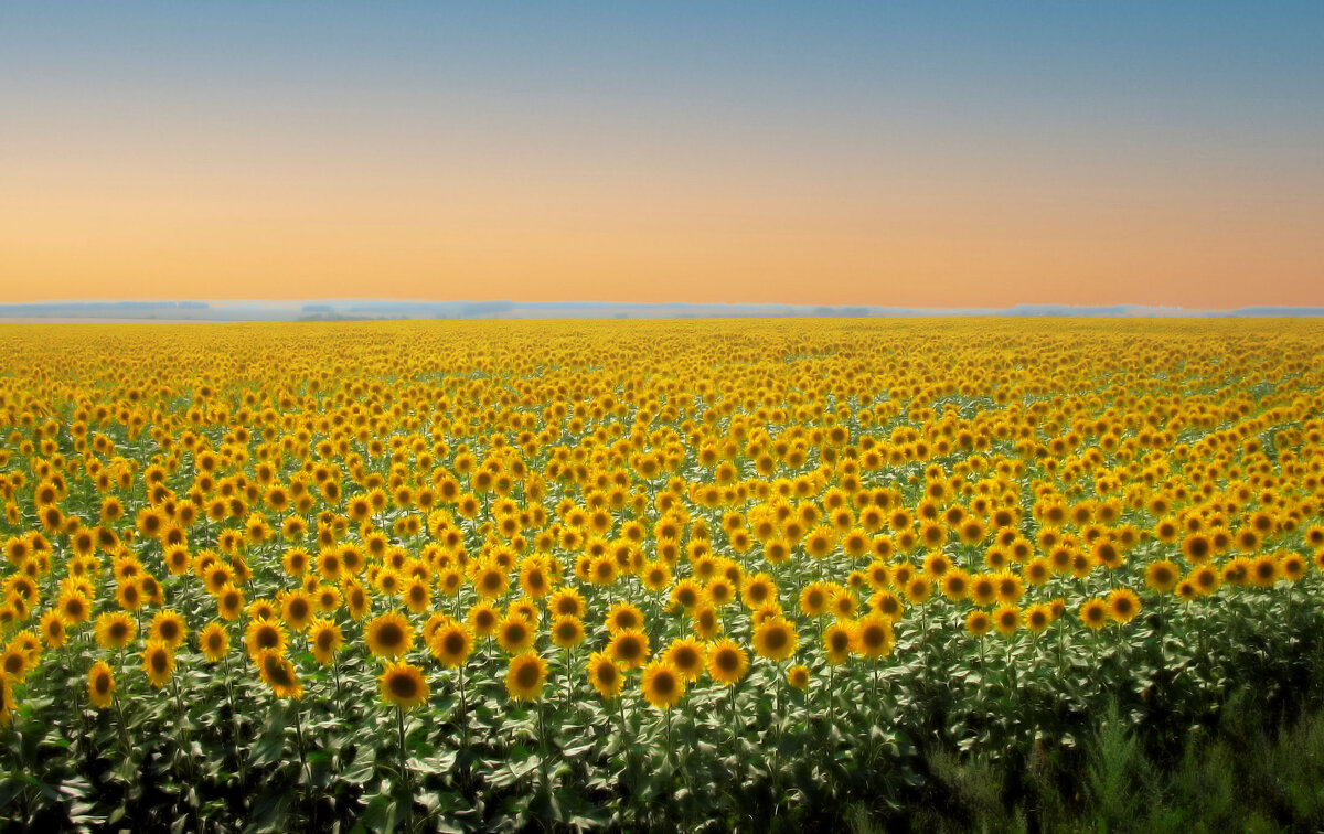 Солнечное море - Галина Шеина-Мюльдорфер