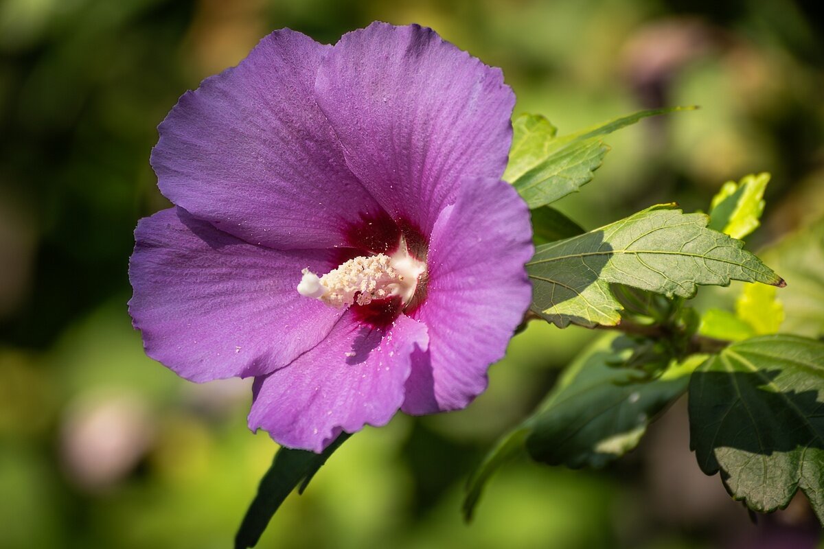 Гибискус Сирийский - Игорь Сикорский Гибискус Сирийский - Игорь Сикорский