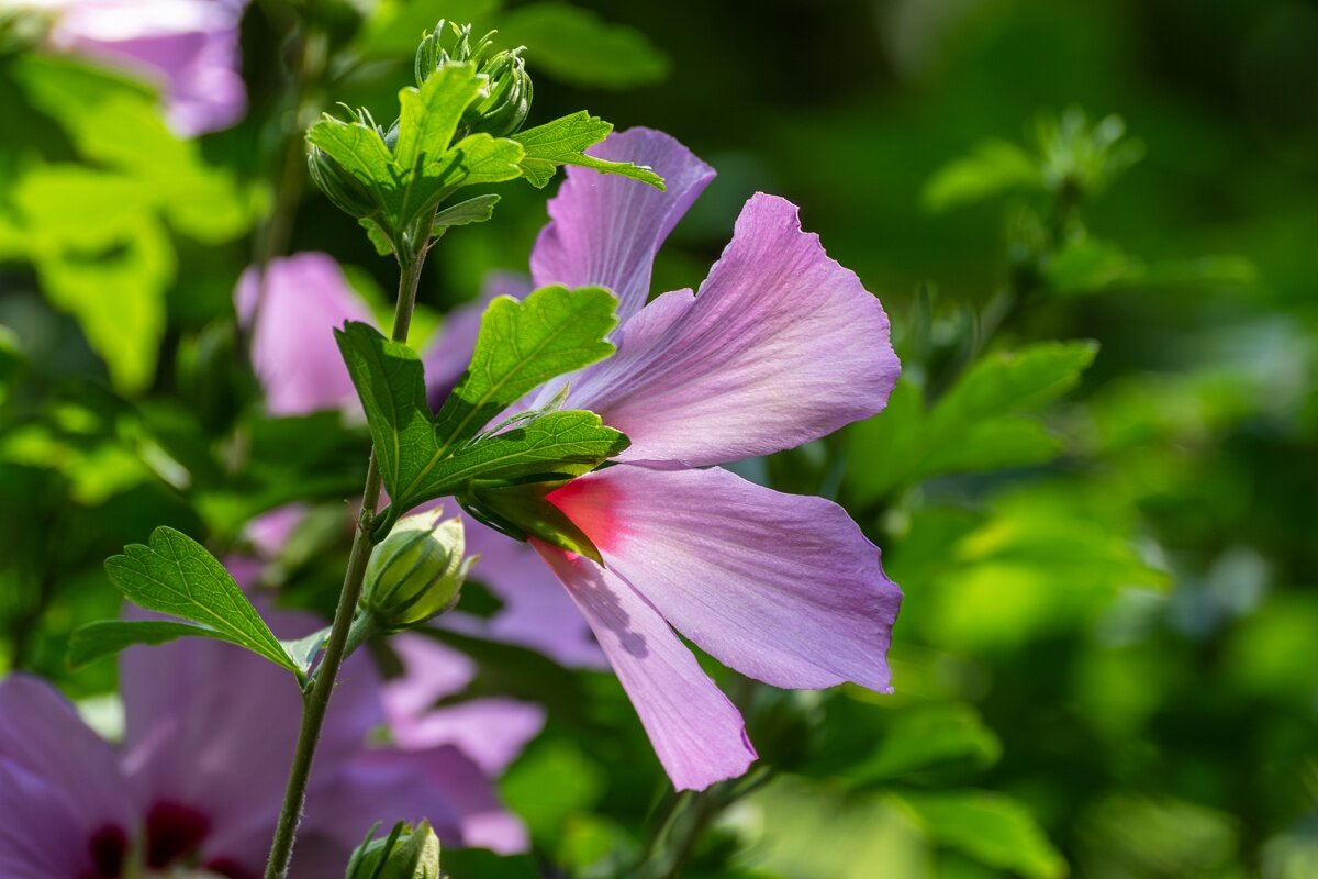 Гибискус Сирийский - Игорь Сикорский Гибискус Сирийский - Игорь Сикорский