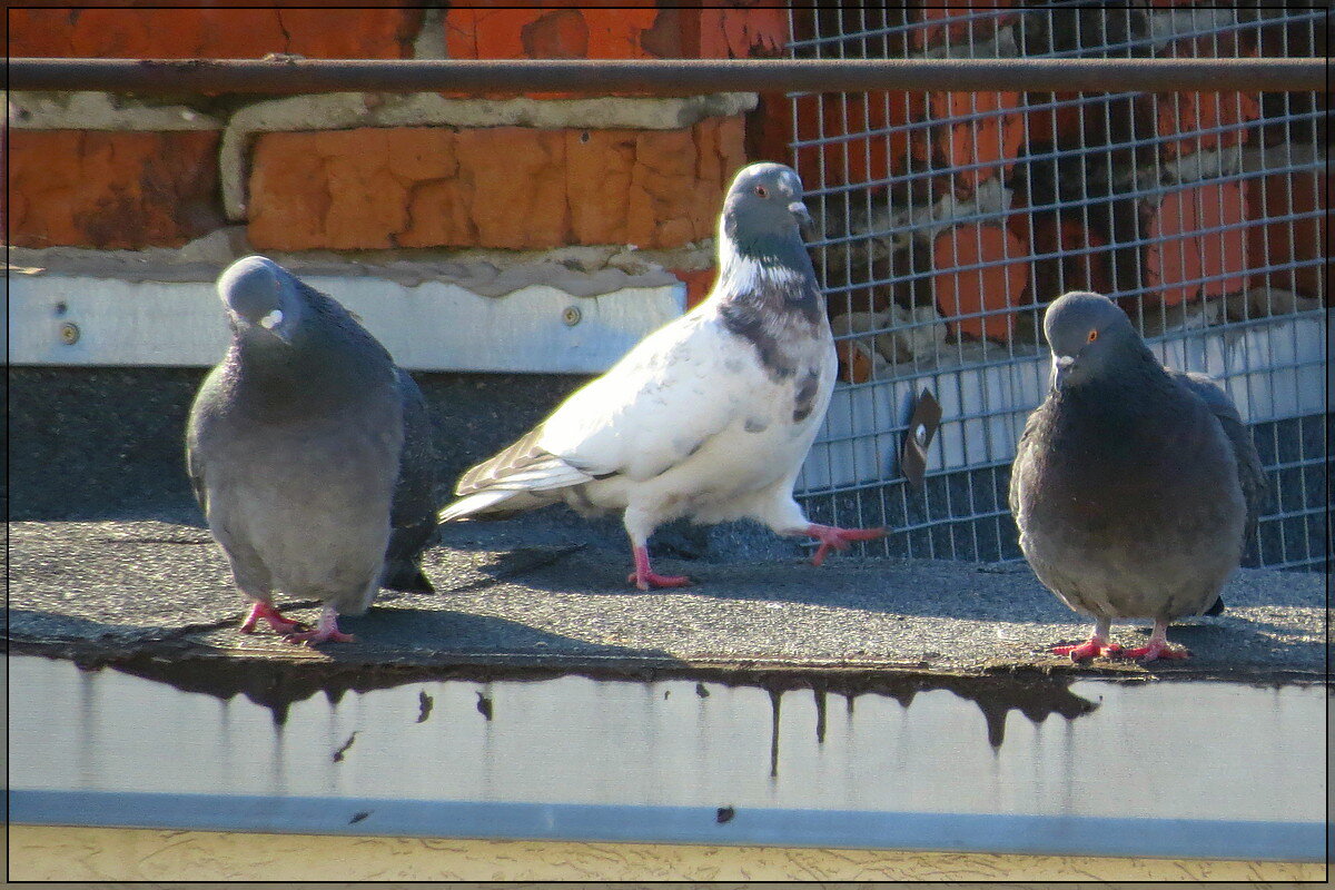Смена Караула - Сеня Белгородский Смена Караула - Сеня Белгородский