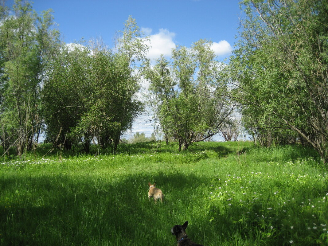 Лето - Anna Ivanova