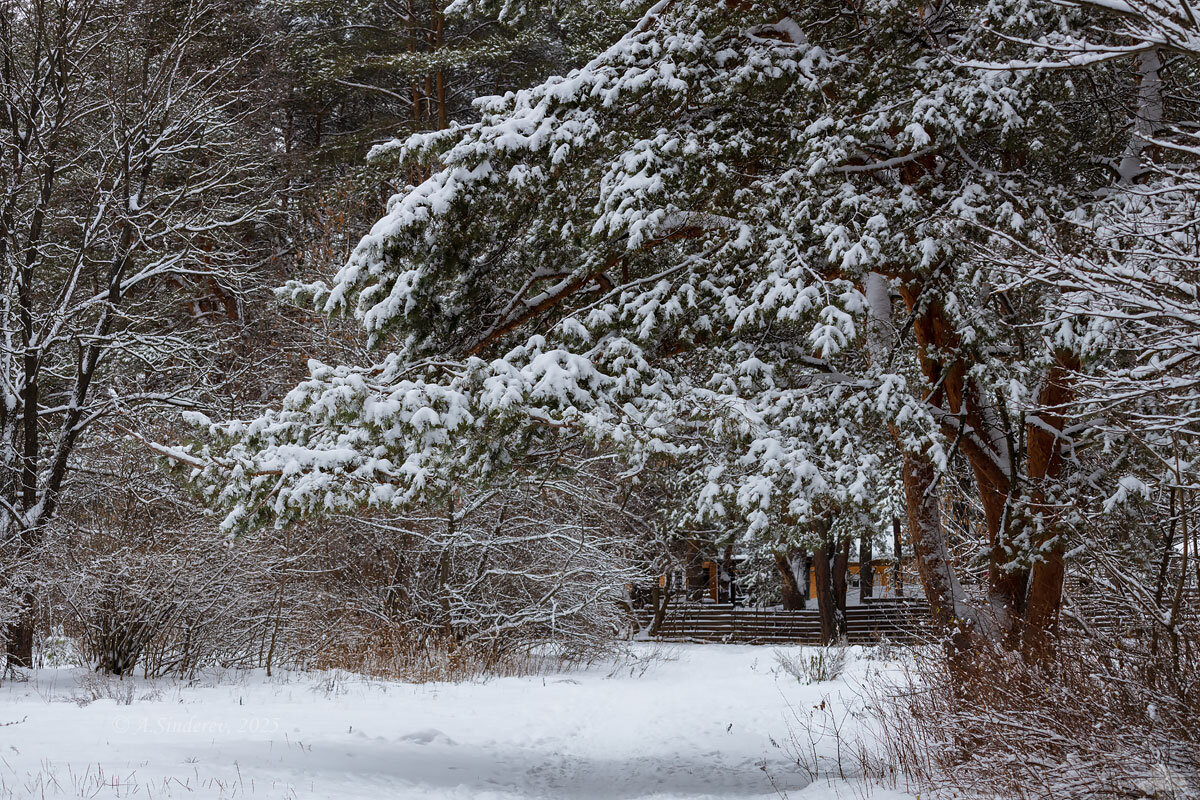 Ветки в снегу - Александр Синдерёв