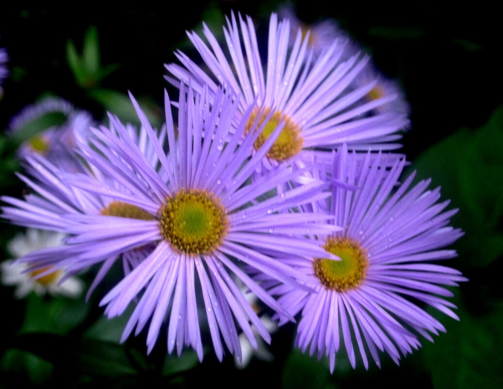 Трио - Елена Семигина Трио - Елена Семигина