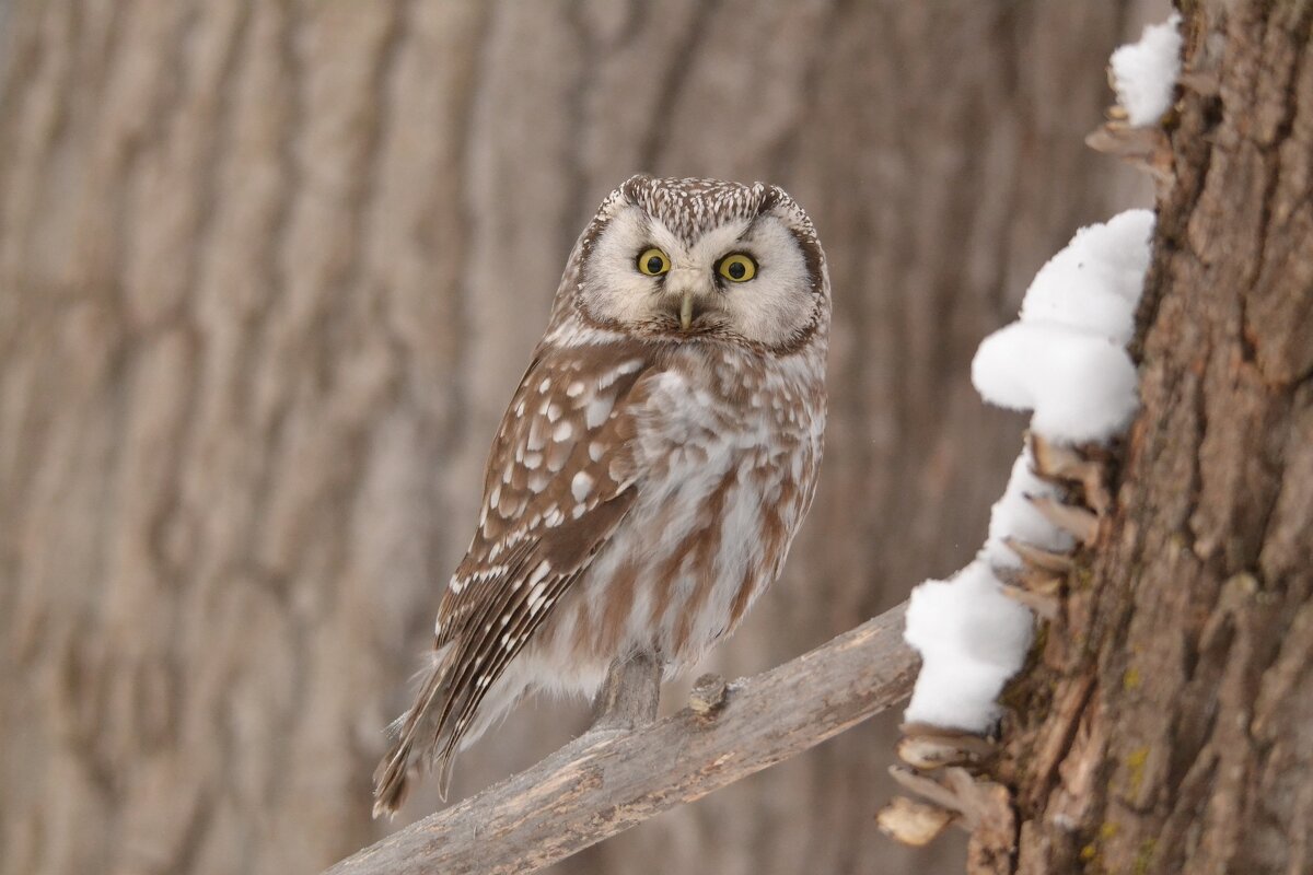 Мохноногий сыч - Солоненко Лидия Мохноногий сыч - Солоненко Лидия