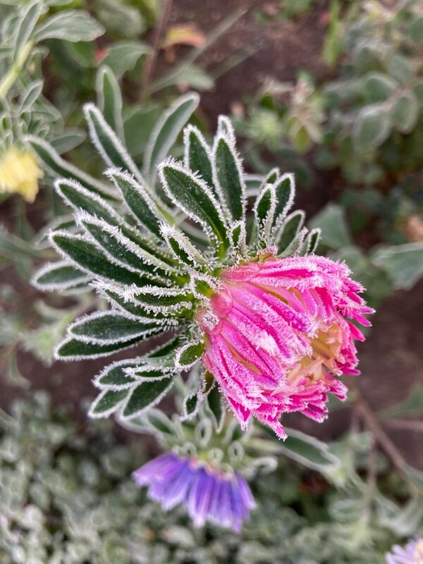 Иней - неожиданное украшение - Надежда 