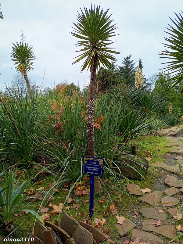 Адлер. Дендропарк "Южные культуры" - Нина Бутко Адлер. Дендропарк "Южные культуры" - Нина Бутко