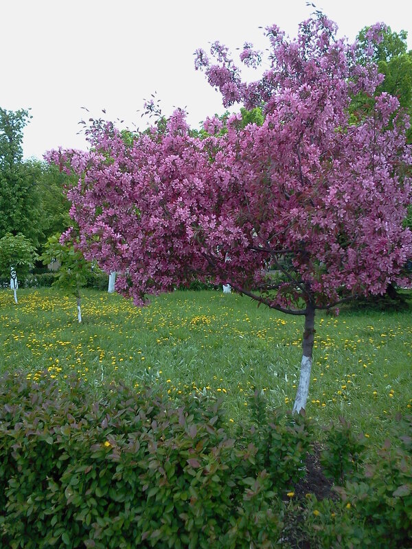 Яблонька цветет - Надежда Яблонька цветет - Надежда