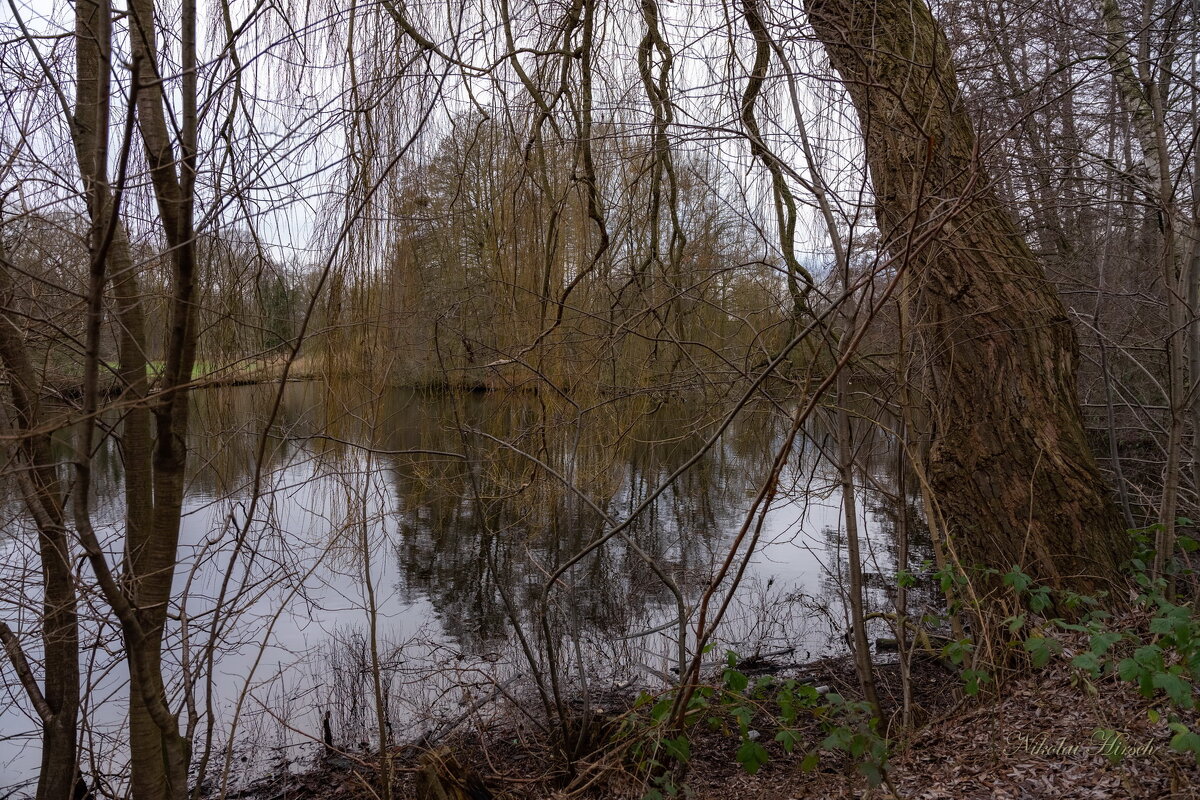 Сквозь ветви... - Николай Гирш