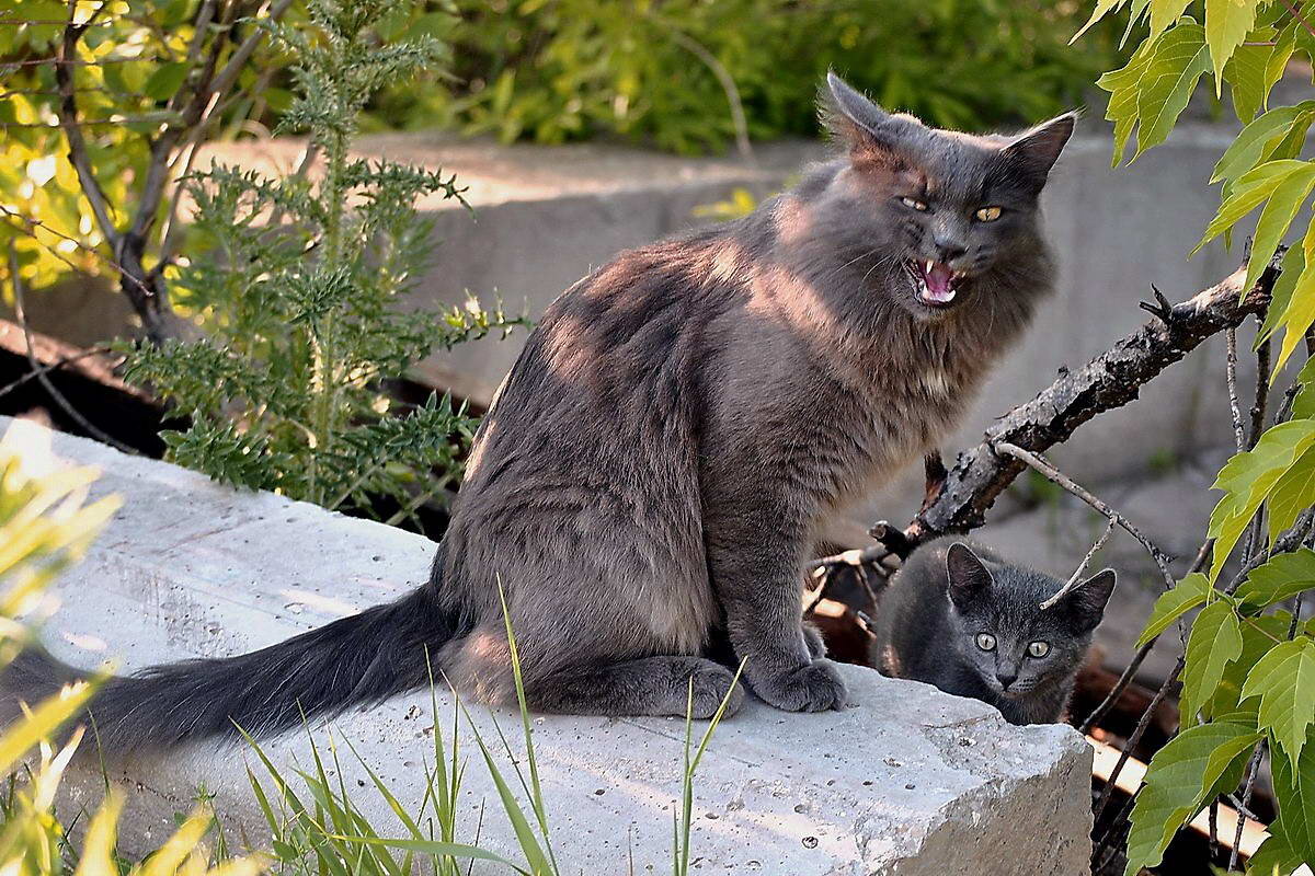 Телохранитель. - Алексей Бубнов