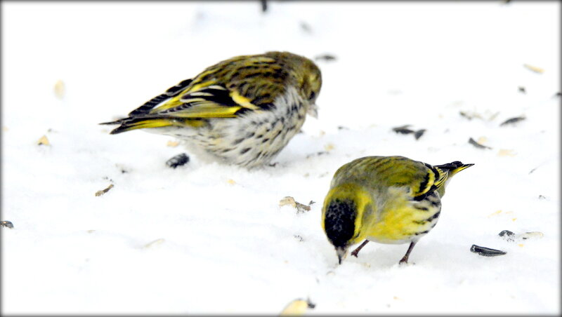 Наш парк посетила пара чижей - Сергей Наш парк посетила пара чижей - Сергей