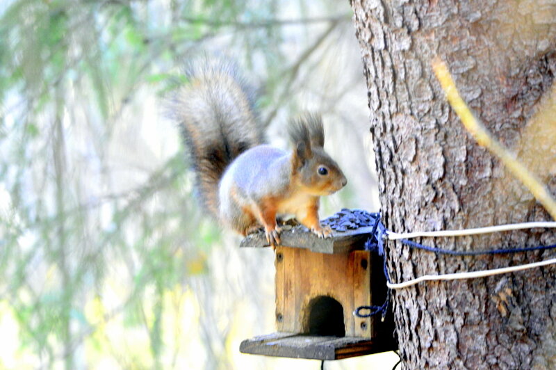 Знакомая кормушка ... - Сергей Знакомая кормушка ... - Сергей