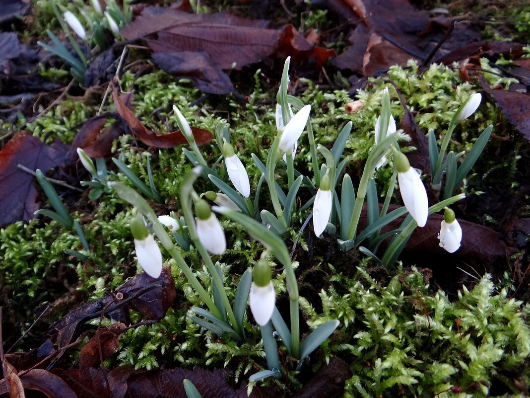 1 февраля.. - Антонина Гугаева 1 февраля.. - Антонина Гугаева