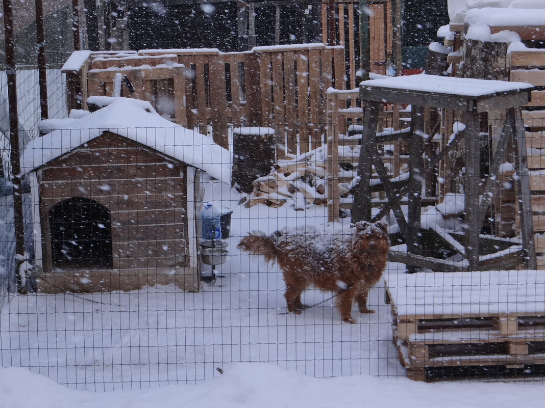 17 февраля.. - Антонина Гугаева 17 февраля.. - Антонина Гугаева