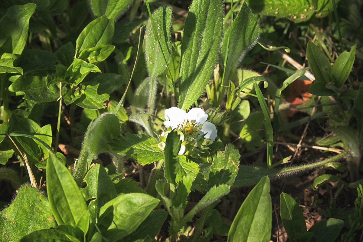 цветуй на травке - Джованни Луче